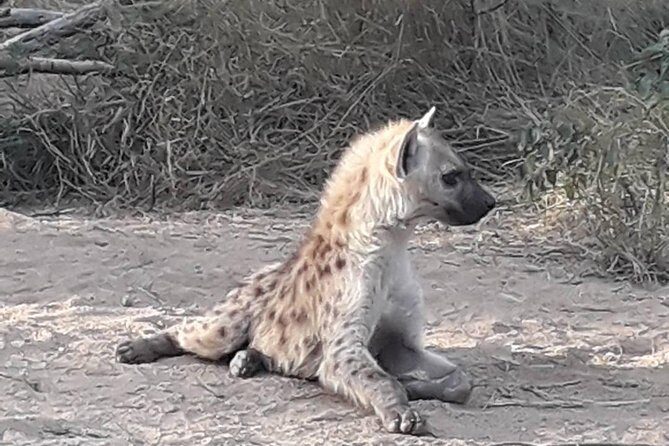 Full-Day Kruger Park Safari from Nelspruit, Whiteriver or Hazyview - Why This Tour Stands Out