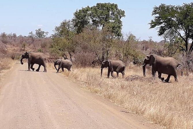 Full-Day Kruger Park Safari from Nelspruit, Whiteriver or Hazyview - Final Thoughts
