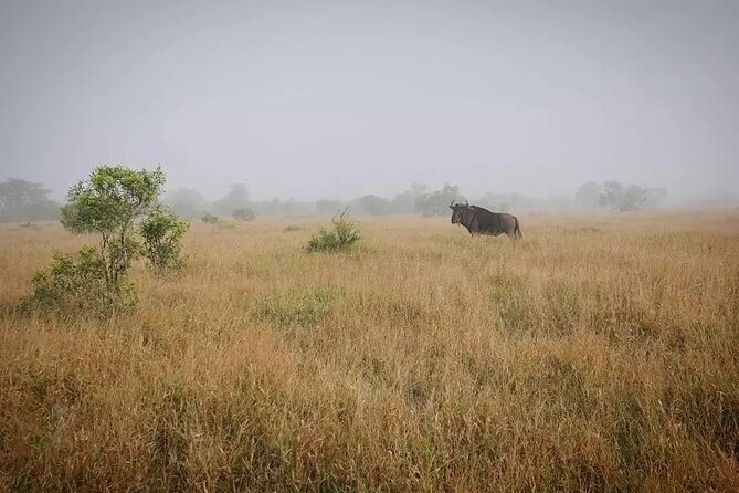 Full Day Kruger Park Wildlife Safari from Hoedspruit - Key Points