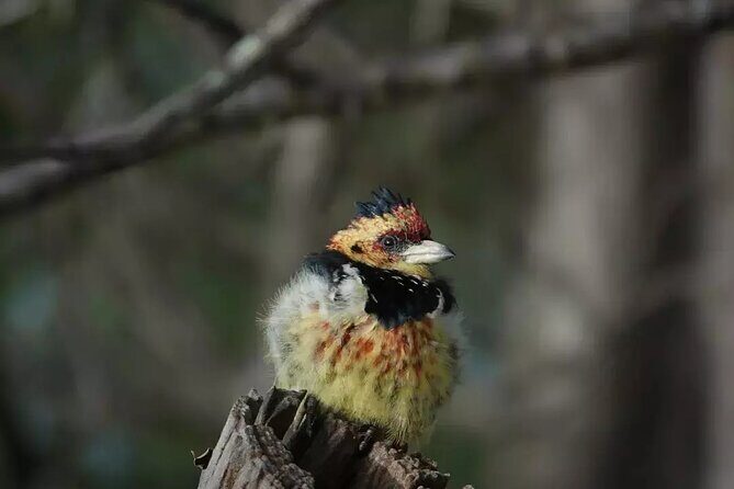 Full Day Kruger Park Wildlife Safari from Hoedspruit - An Honest Look at the Full-Day Kruger Safari