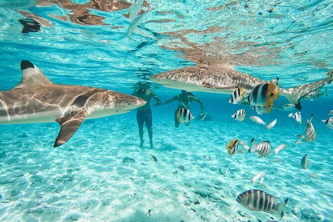 Full Day Lagoon Group Tour in Bora Bora with Lunch - Key Points
