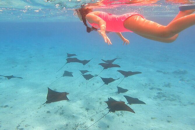 Full-day Lagoon Safari Tour with Lunch in Bora Bora - Shared tour - An Overview of What to Expect