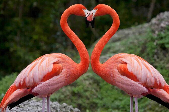 Full-Day Lake Nakuru National Park Private Tour from Nairobi - A Practical Review of the Full-Day Lake Nakuru Tour