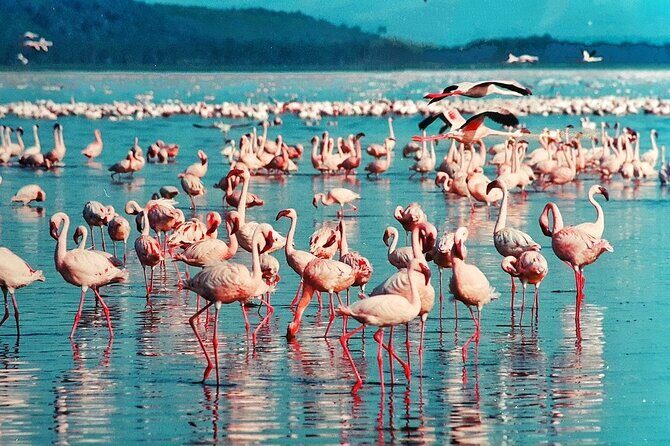 Full-Day Lake Nakuru National Park Private Tour from Nairobi - Frequently Asked Questions