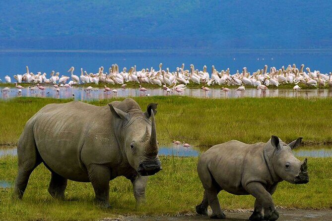 Full-Day Lake Nakuru National Park Private Tour With 4*4 Vehicle - The Experience Through the Lens of Reviews