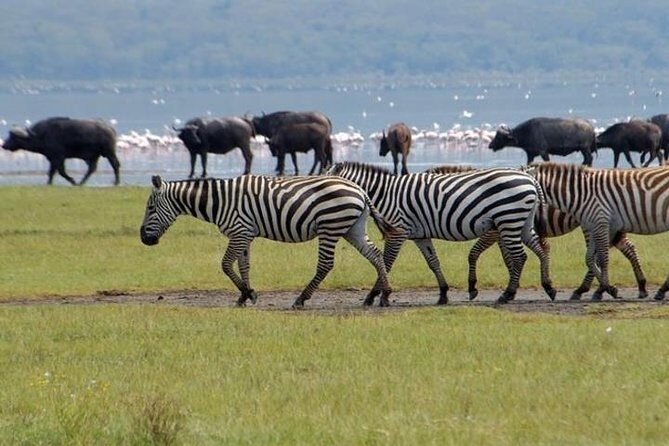 Full Day Lake Nakuru Park and optional boat ride on Lake Naivasha - Who Should Consider This Tour?