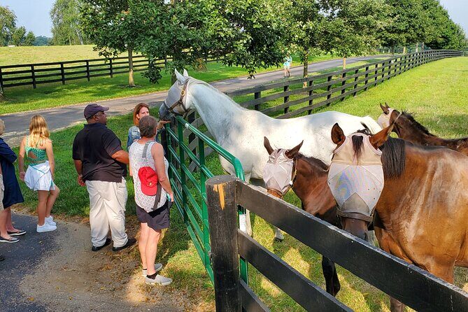 Full-Day Lexington Farm Tour with Clay Pigeon Shooting - A Day in Kentucky’s Horse Country: What to Expect