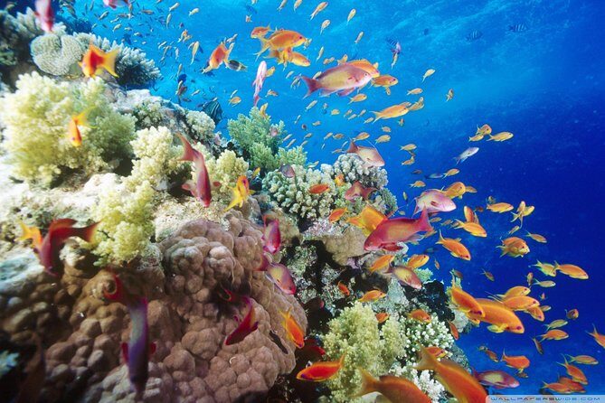 Full Day Marsa Mubarak Snorkeling Sea Trip & Lunch With Transfer Marsa Alam - An Overview of What to Expect
