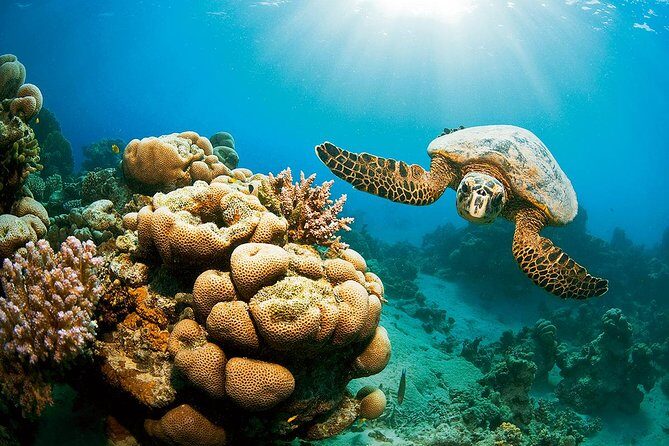 Full Day Marsa Mubarak Snorkeling Sea Trip & Lunch With Transfer Marsa Alam - Frequently Asked Questions