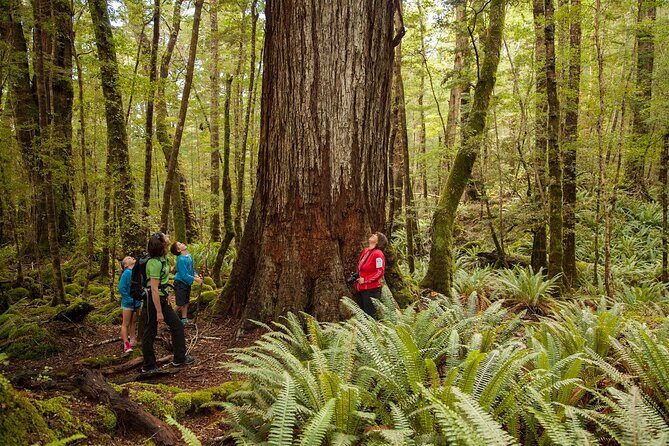 Full-Day Milford Sound Tour with Cruise and Walks from Te Anau - Key Points