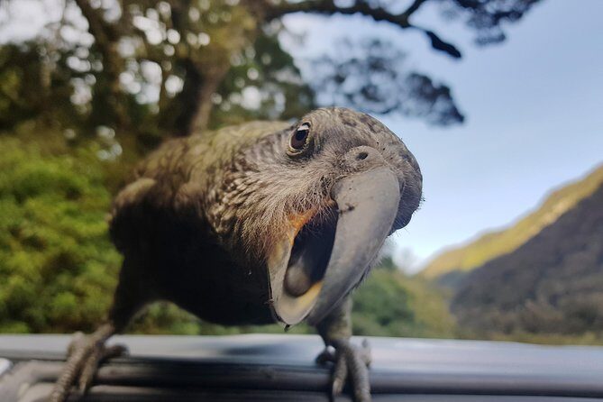 Full-Day Milford Sound Tour with Cruise and Walks from Te Anau - Starting Out: The Scenic Drive from Te Anau