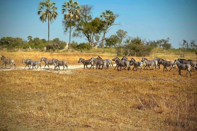 Full-Day Mokoro Experience in the Okavango Delta - What’s Included and What’s Not