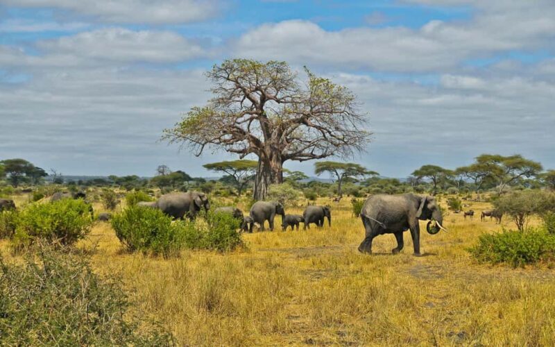 Full Day Moremi Safari Experience from Maun - FAQ