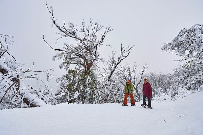 Full-Day Mount Buller Tour - FAQ