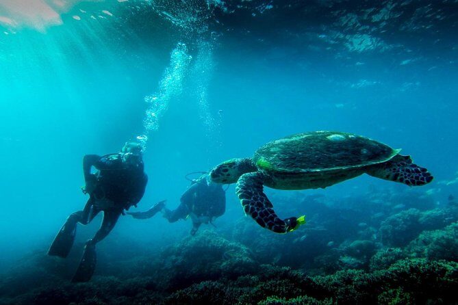 Full-Day Mussandam Cruise with Lunch Dibba - An In-Depth Look at the Experience