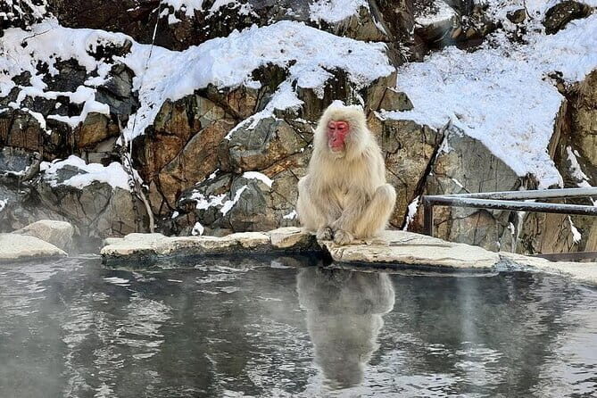 Full Day Nagano Tour Jigokudani Park And Zenkuji Temple - Who Will Love This Tour?