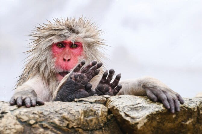 Full Day Nagano Tour Jigokudani Park And Zenkuji Temple - FAQ