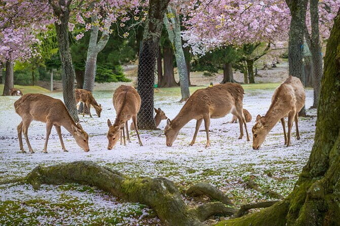 Full Day Nara Deer, Temple, Shrine, Activities & Tea Ceremony - FAQ
