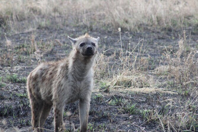 Full-Day Ngorongoro Crater private tour - The Authentic Touch