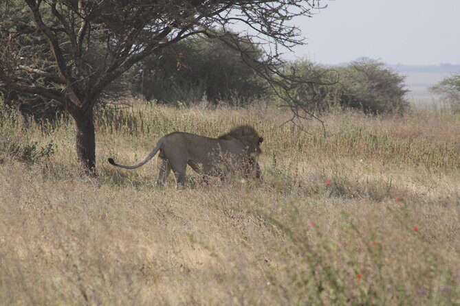 Full-Day Ngorongoro Crater private tour - Who Should Consider This Tour?