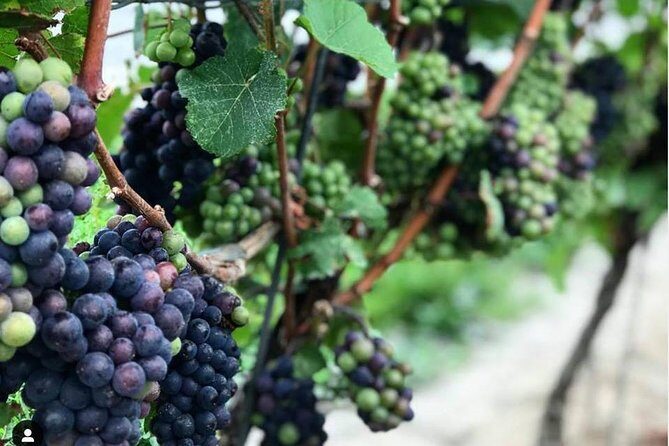 Full-Day Niagara-On-The-Lake Guided Wine and Charcuterie Tour - An In-Depth Look at the Tour Experience