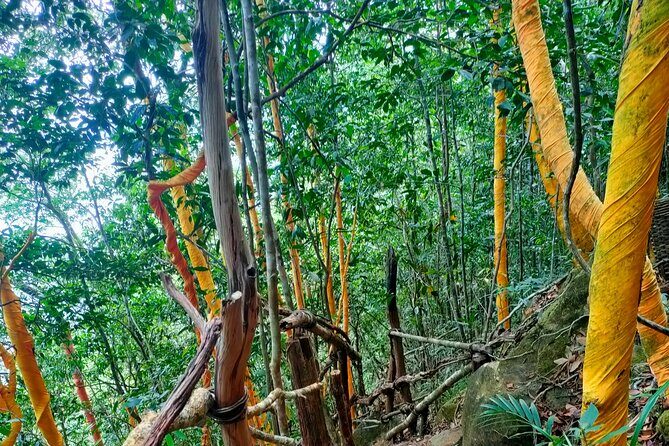 Full Day North of Phu Quoc Island Private Tour by Local Guide - Kayaking on Cua Can River