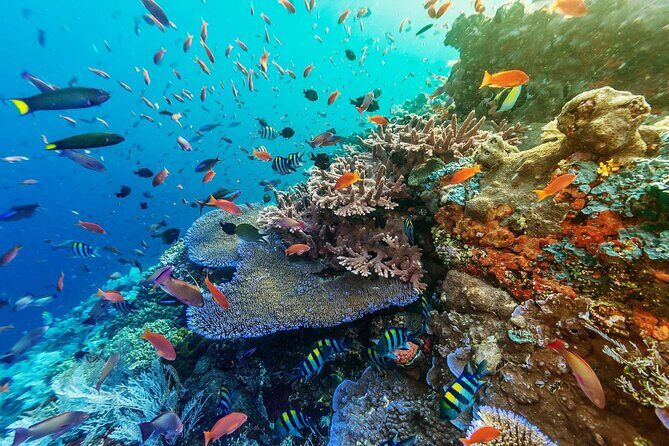 Full-Day Nusa Penida Snorkeling Adventure from Bali - Who Is This Tour Best For?