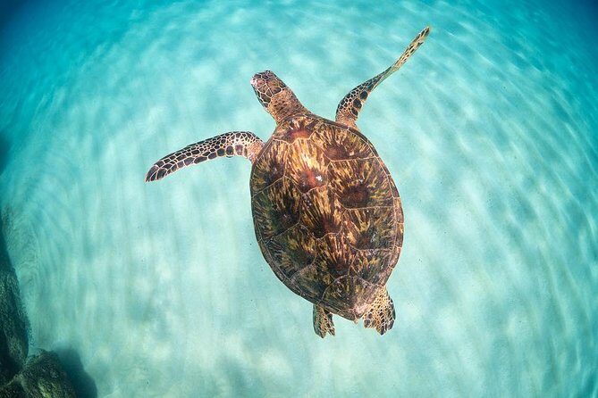 Full day Oahu´s North Shore Circle Island & Snorkeling w/ Turtles - An In-Depth Look at the Tour Experience
