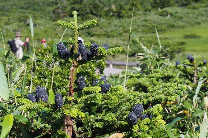 Full day Oirase Stream and Lake Towada Tour - What Makes This Tour Stand Out