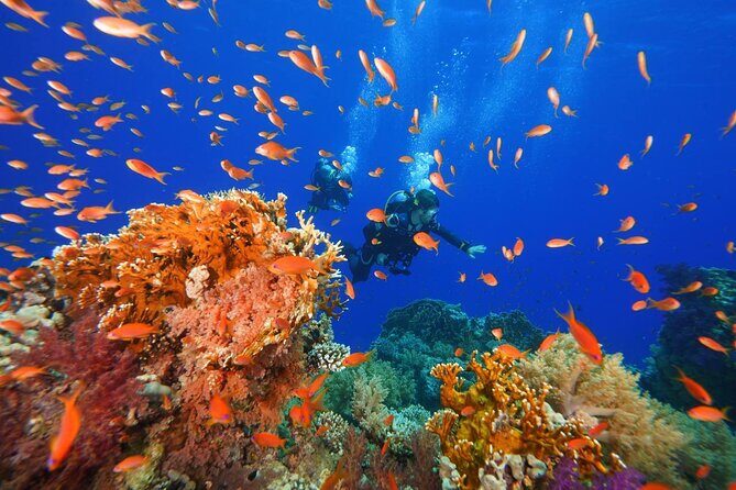 Full Day on Boat with 2 Dives in the Marine Parks of Sharm - Frequently Asked Questions