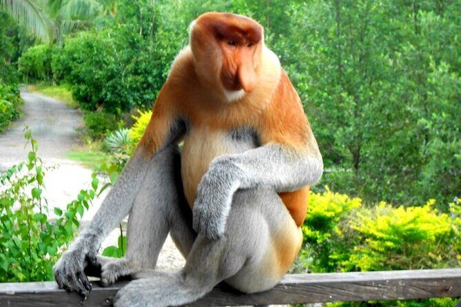 Full Day Orang Utan Sepilok, Proboscis Monkey, Sunbear, RDC - Price and Value Analysis
