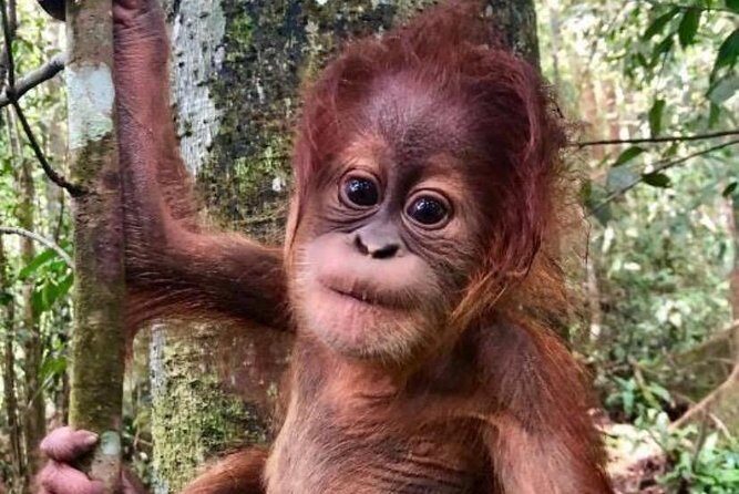 Full-Day Orangutans Adventure in Gunung Leuser - Exploring the Itinerary
