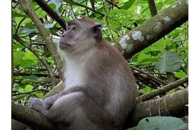 Full-Day Orangutans Adventure in Gunung Leuser - The Sum Up