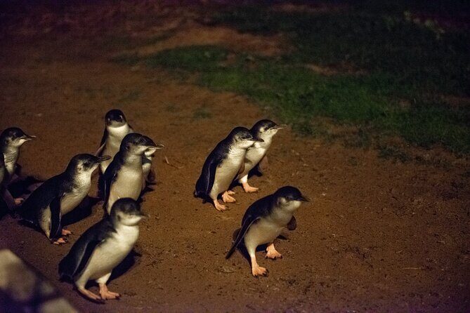 Full-Day Penguins and Wildlife Nature Experience from Melbourne - Who Should Consider This Tour?