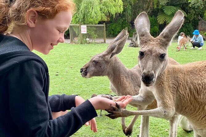 Full-Day Perth, Fremantle, Swan Valley & Wildlife Park - What Travelers Say: Authentic Perspectives