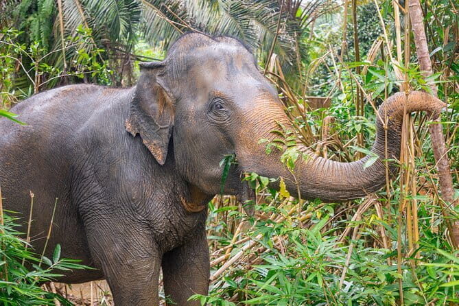 Full Day Phangnga Bay with Andaman Sea Kayak - The Sum Up