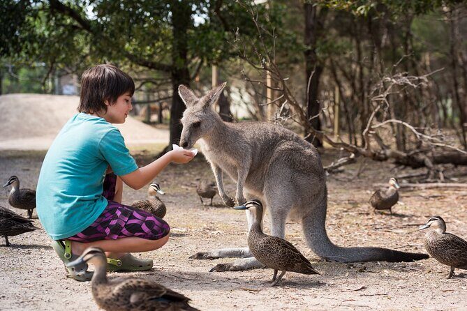 Full-Day Phillip Island Tour with Kangaroo, Koala and Penguin Parade - What the Tour Offers
