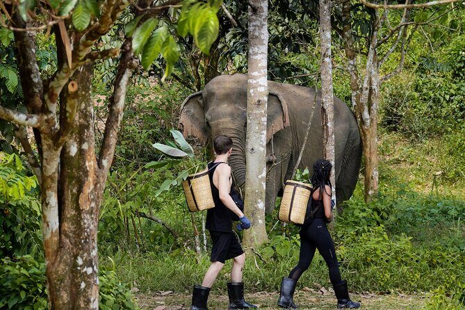 Full-Day Phuket Elephant Sanctuary Tour with Lunch and Dinner - Key Points