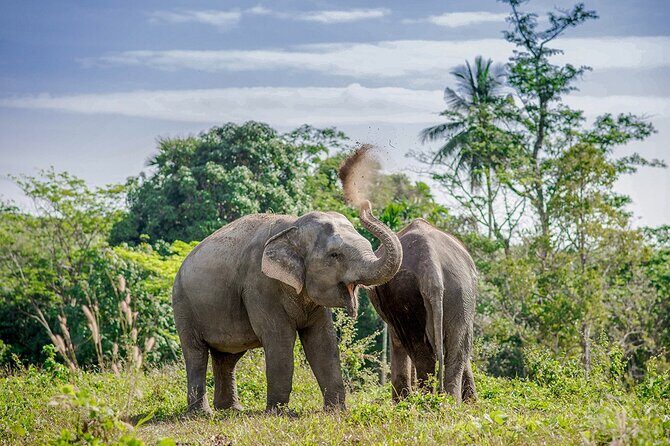 Full-Day Phuket Elephant Sanctuary Tour with Lunch and Dinner - An In-Depth Look at the Phuket Elephant Sanctuary Tour