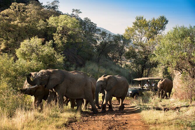 Full Day Pilanesberg Safari Adventure - FAQs