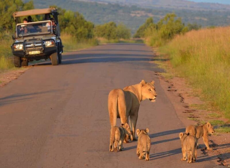 Full-Day Pilanesberg Safari from Sun City - Who Will Love This Tour?