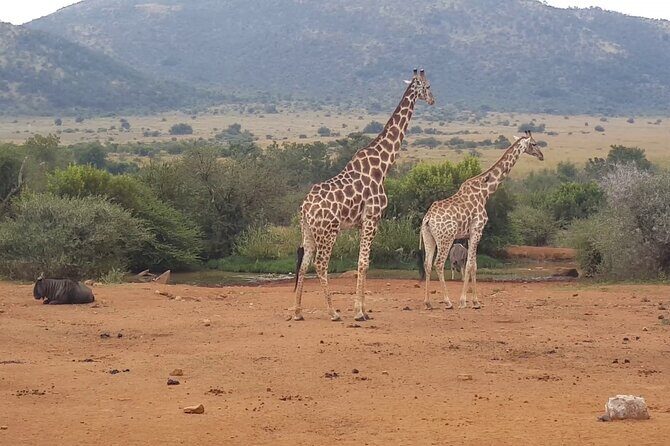 Full day Pilanesberg Safari Tour - An In-Depth Look at the Pilanesberg Safari Experience