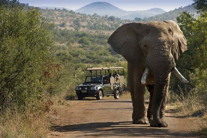 Full day Pilanesberg Safari Tour - Who Should Consider This Tour?