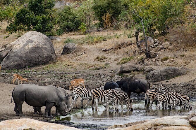 Full day Pilanesberg Safari Tour - The Sum Up