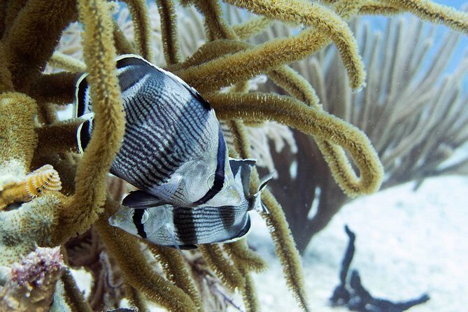 Full-Day Playa del Carmen Reef Diving Activity - Key Points
