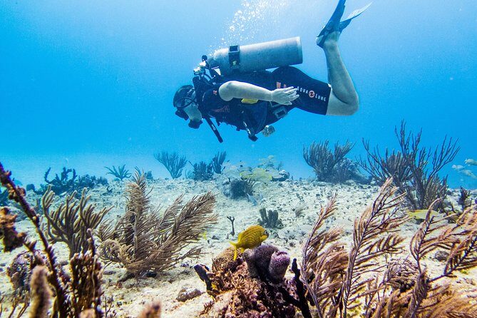 Full-Day Playa del Carmen Reef Diving Activity - Who Is This Tour Best For?