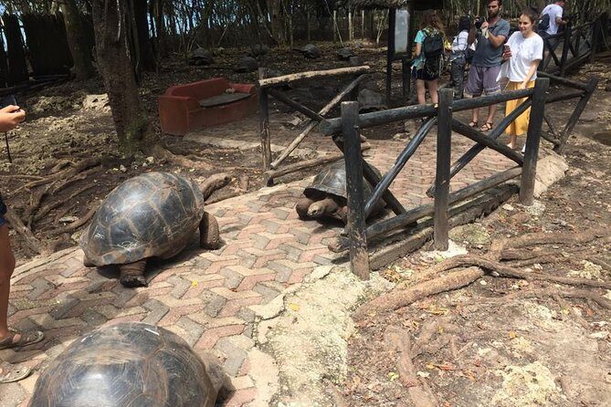 Full-day Prison Island, Nakupenda and Stone Town Tour with Lunch Buffet - FAQ