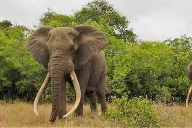 Full day Private Addo elephant safari min 4 pax max 12 pax - What Makes This Tour Stand Out?
