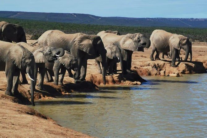 Full day Private Addo elephant safari min 4 pax max 12 pax - What to Expect from the Transportation and Comfort