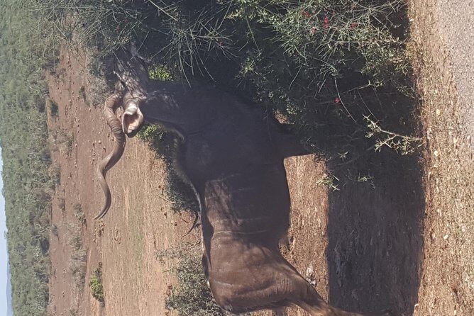 Full day Private Addo elephant safari min 4 pax max 12 pax - Meal and Breaks